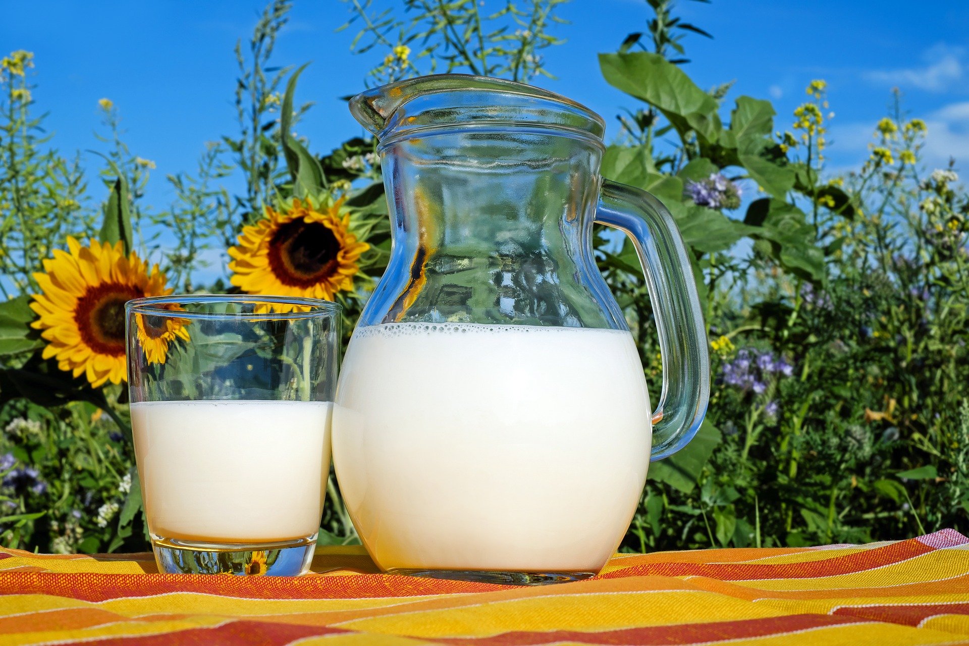 Le lait de vache en naturopathie. Quelles conséquences ?